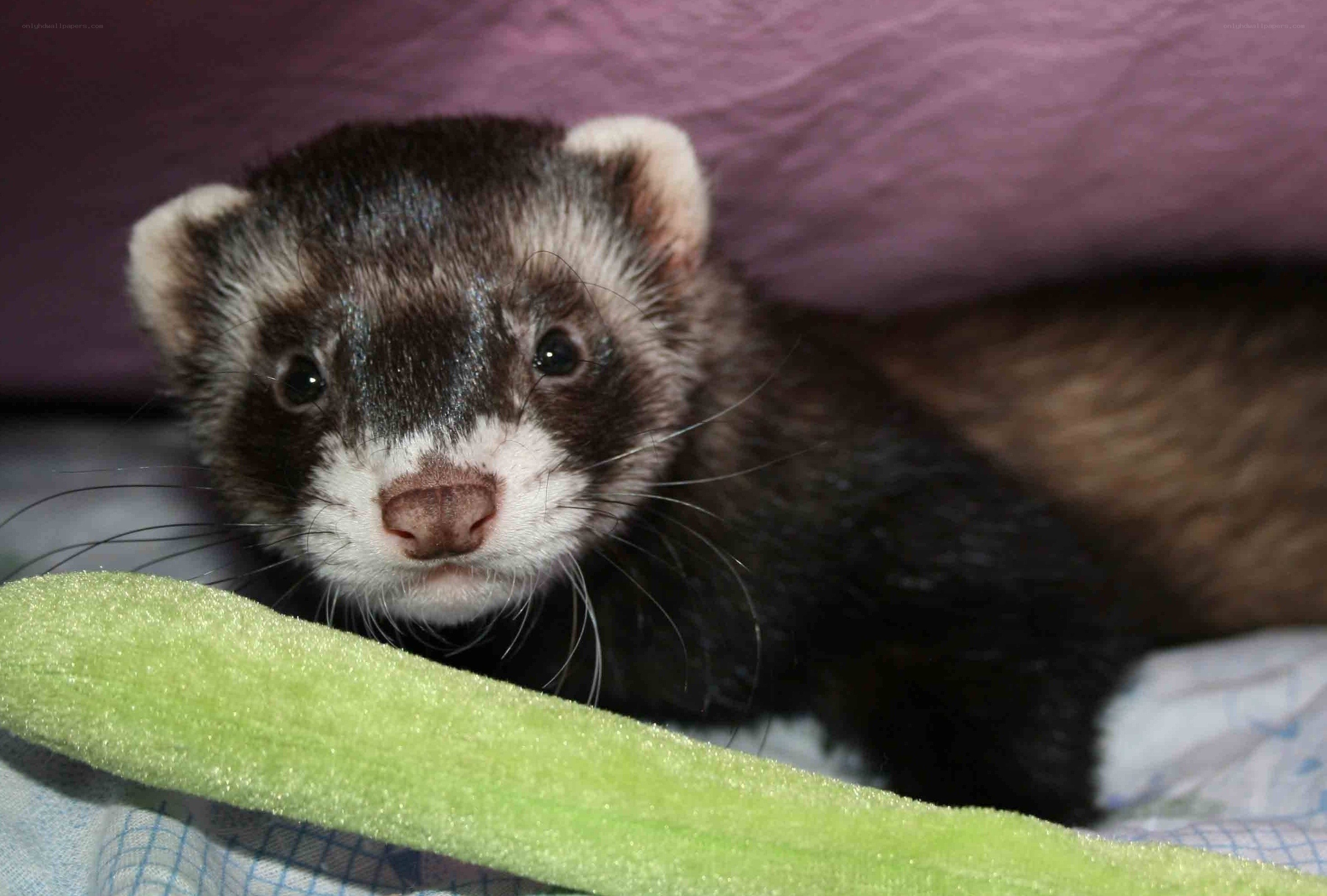 ferret peeking from blanket