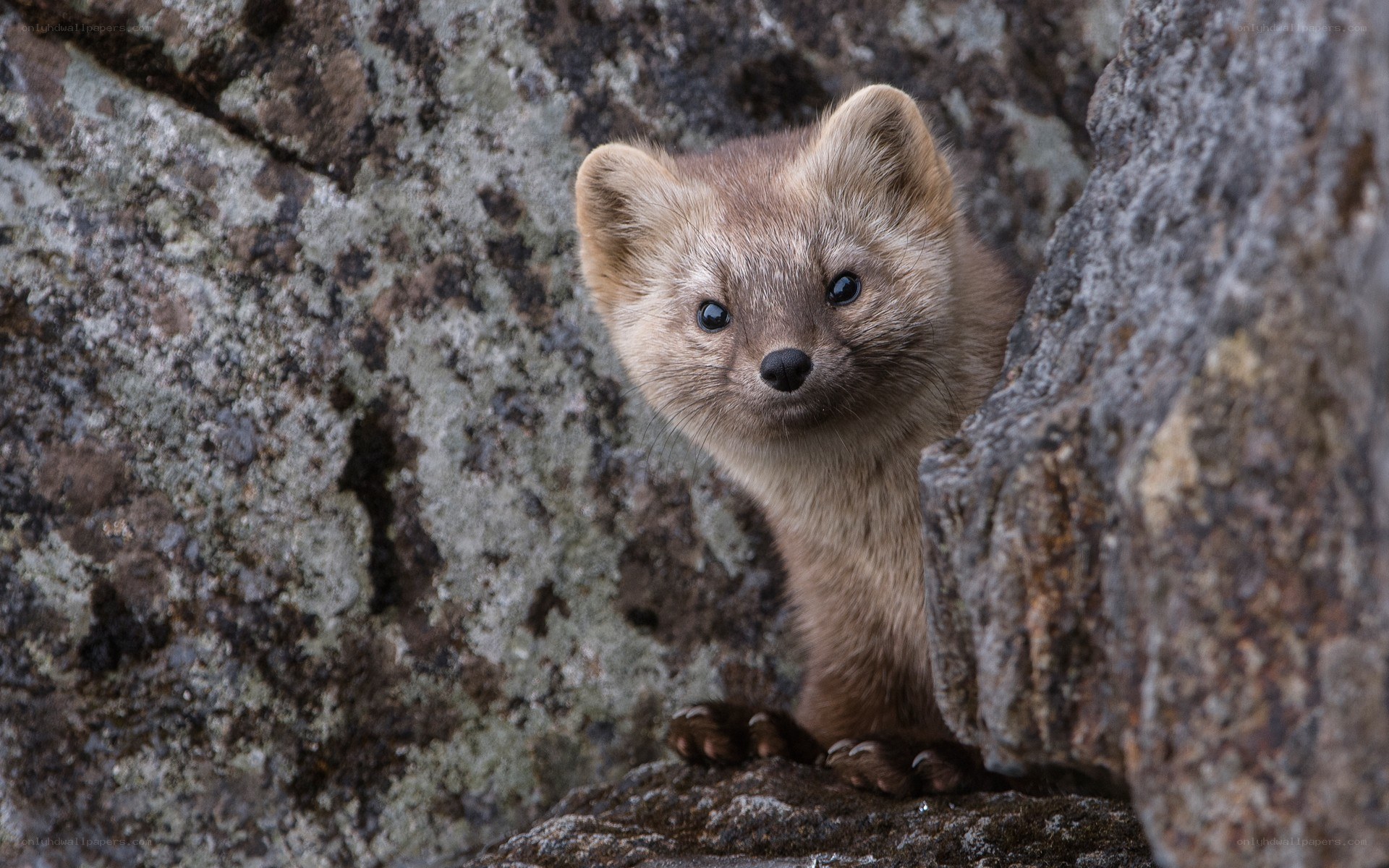Ferret peeking from rocks