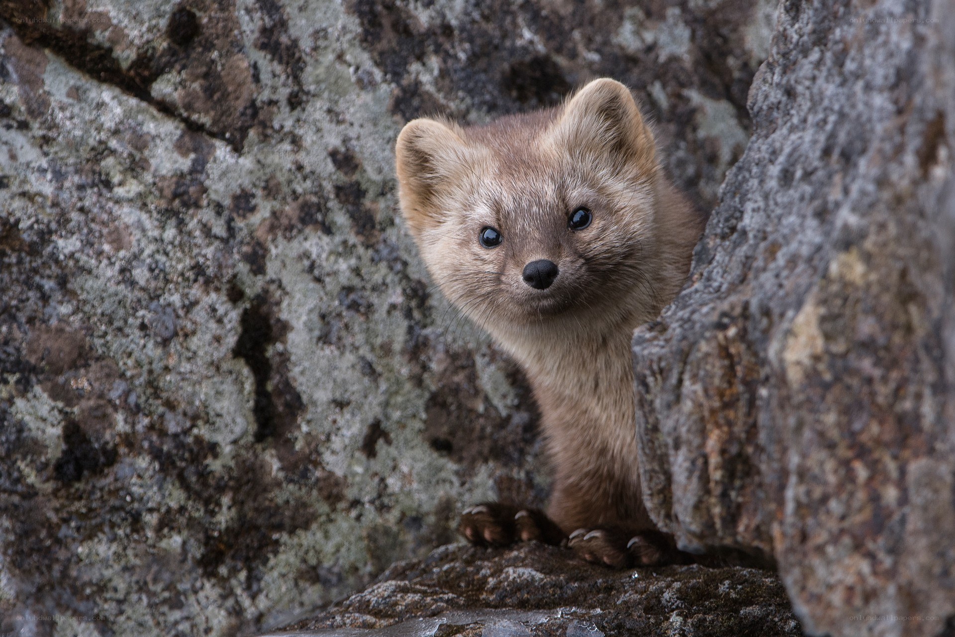 Ferret peeking from rocks