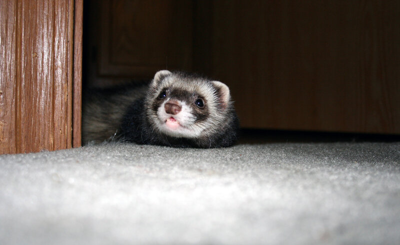 ferret peeking from under furniture
