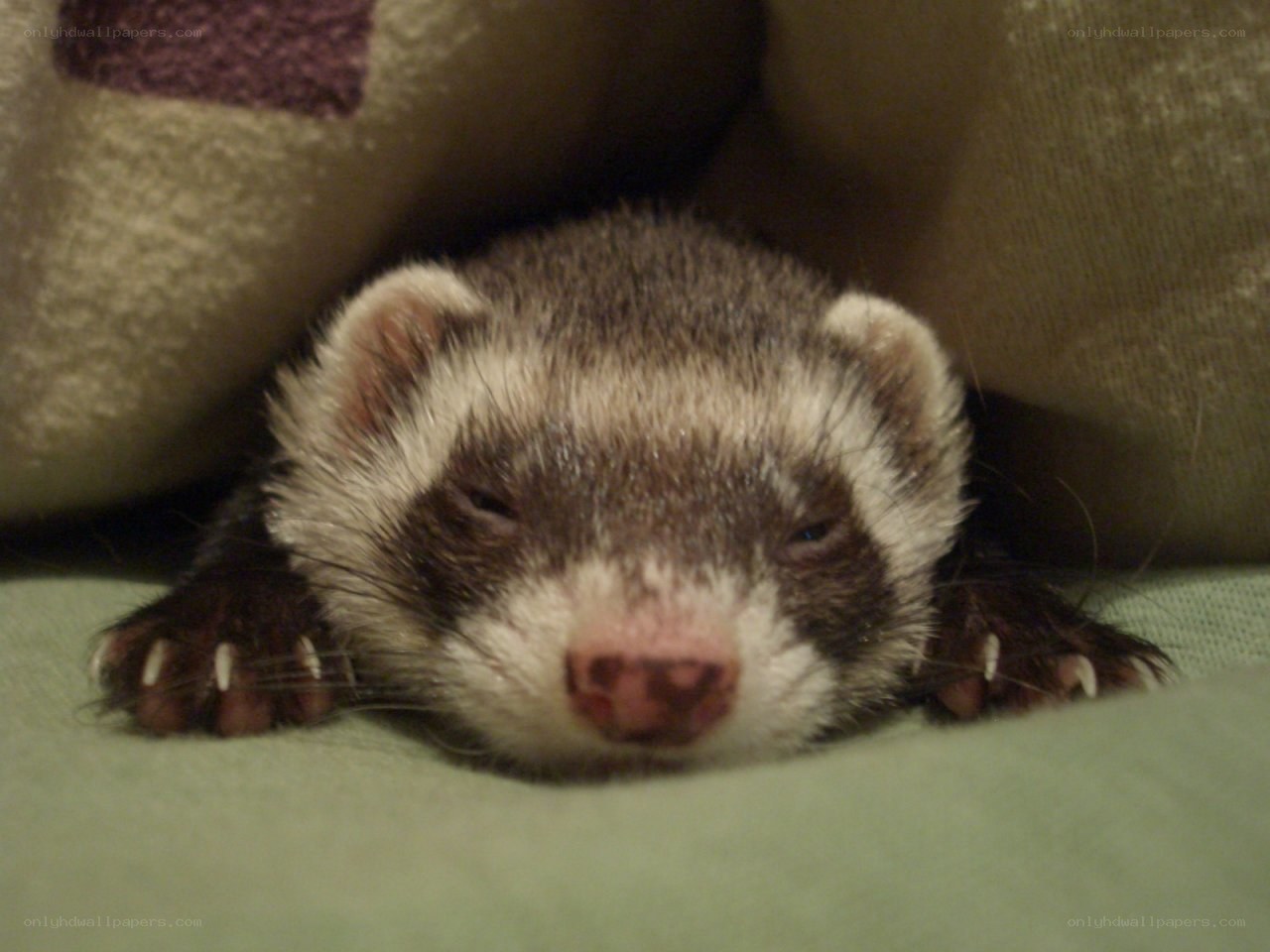 ferret resting on green fabric
