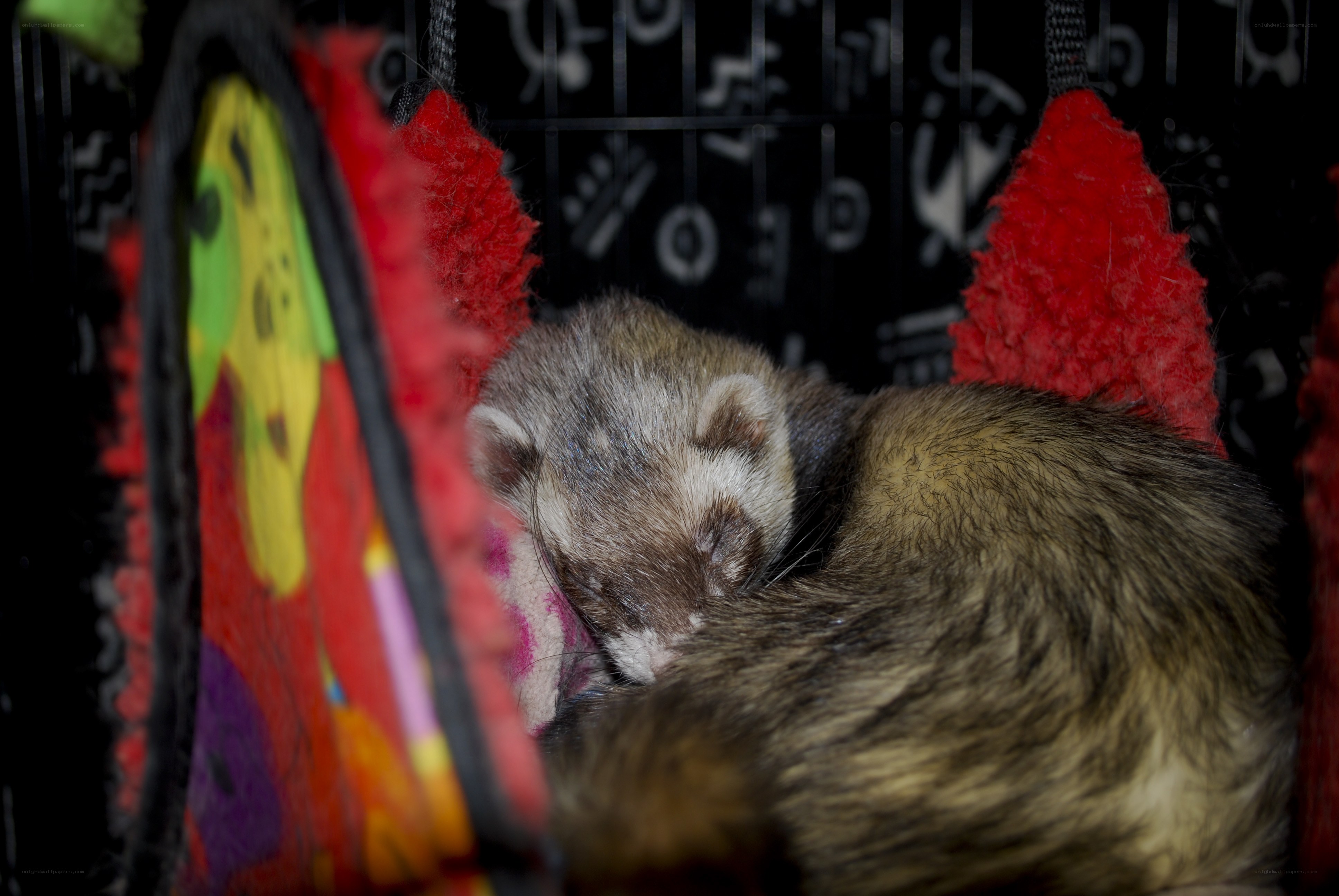 Ferret sleeping in a cozy bed