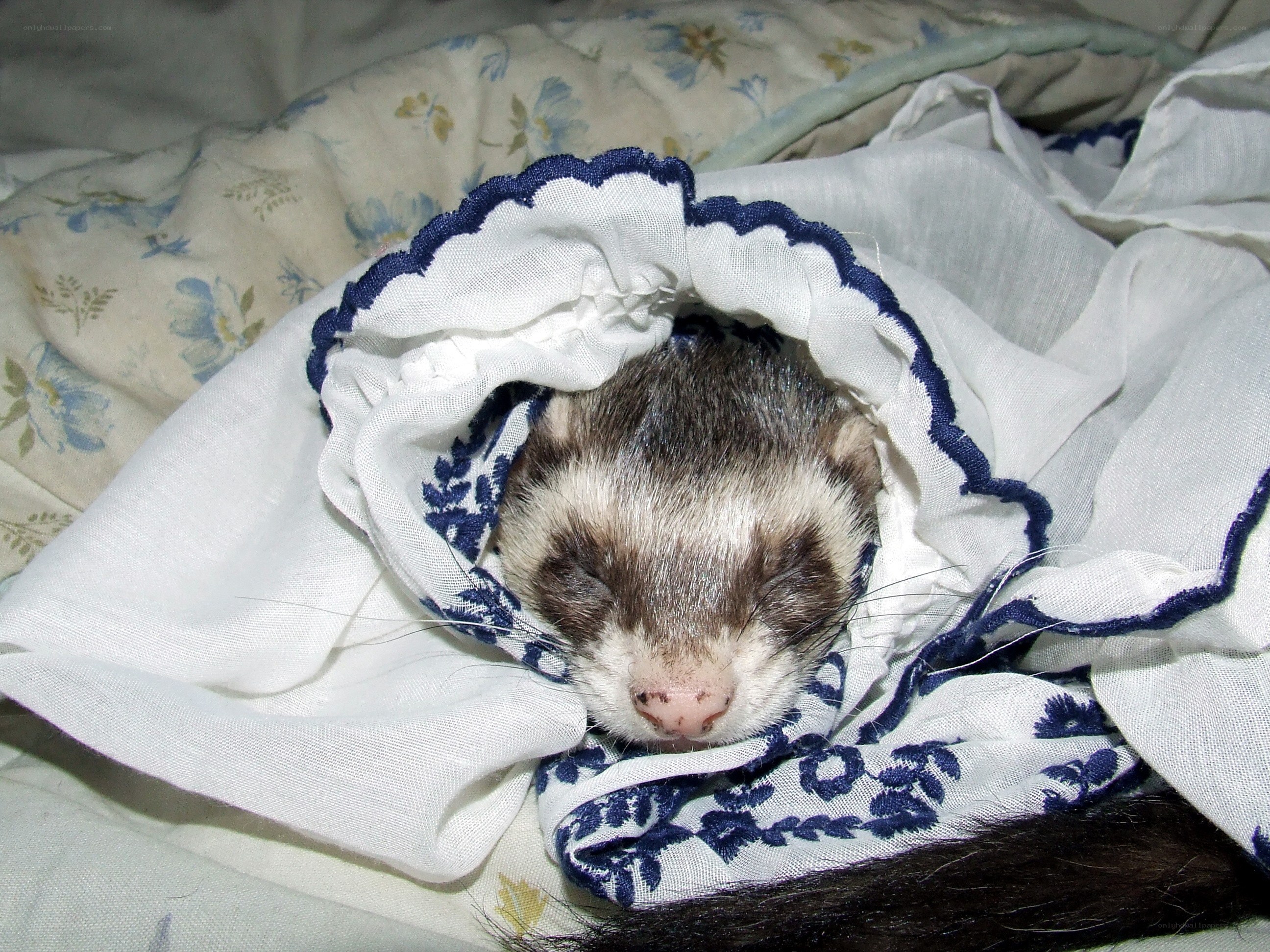 ferret sleeping in blanket