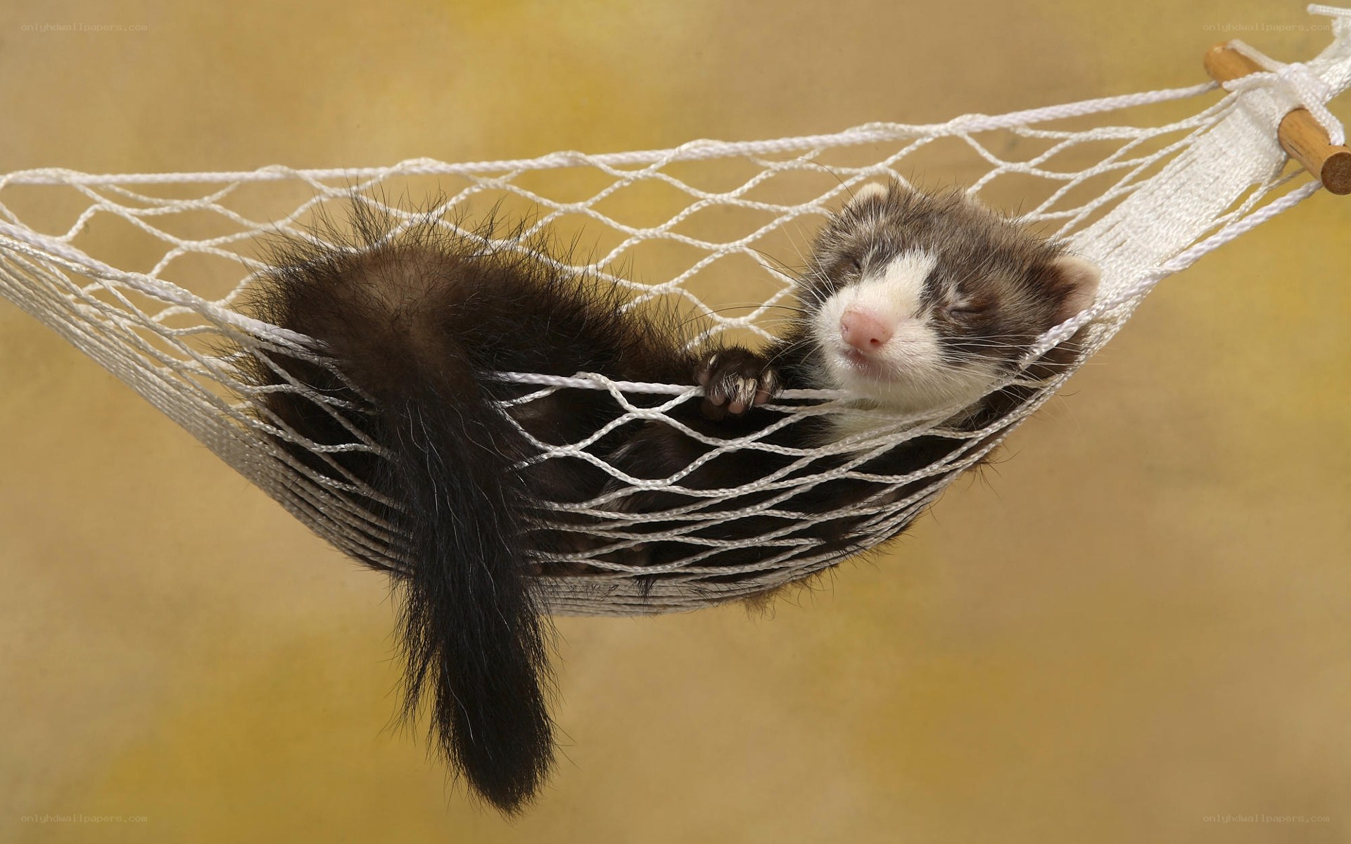 Ferret sleeping in hammock