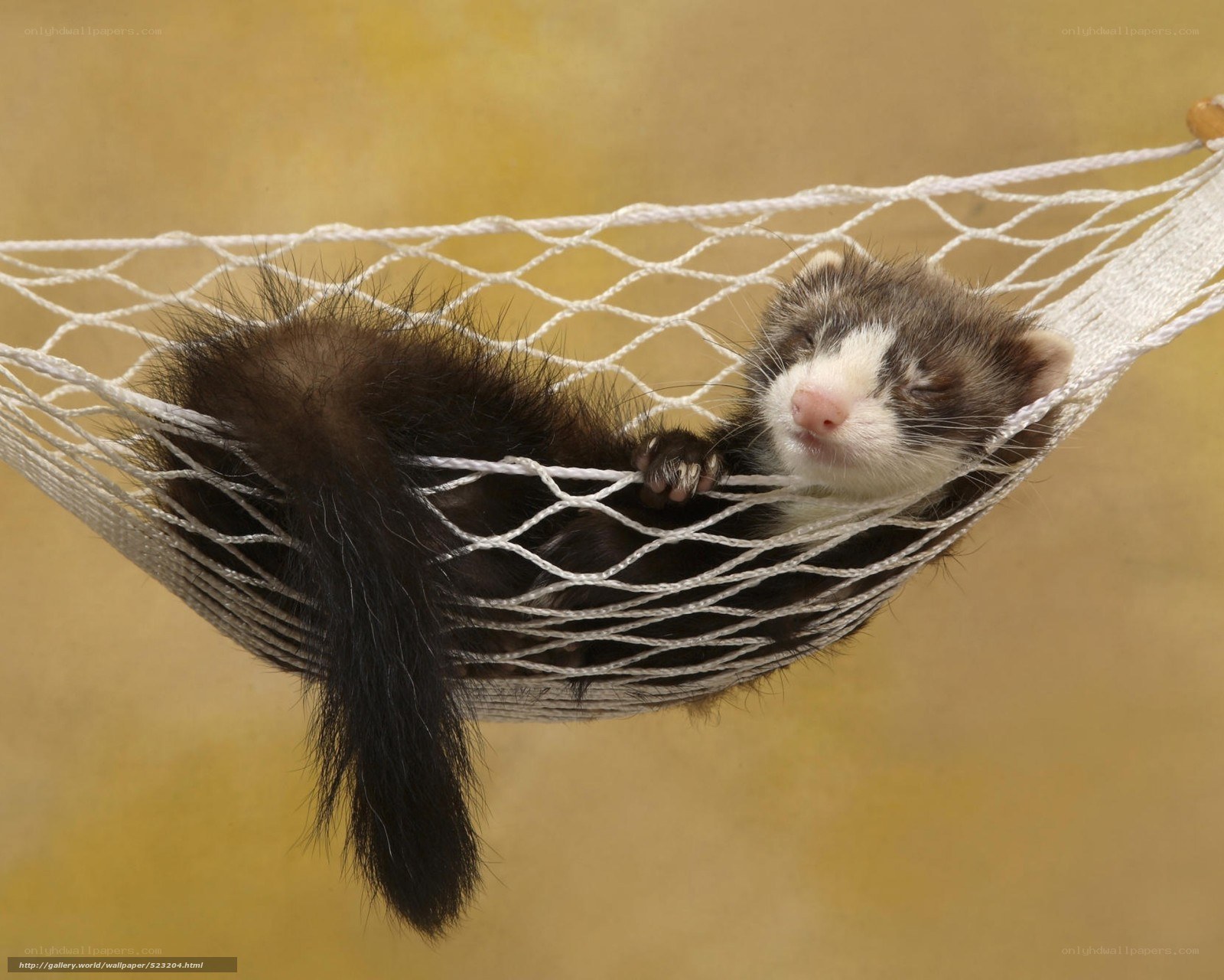 ferret sleeping in hammock