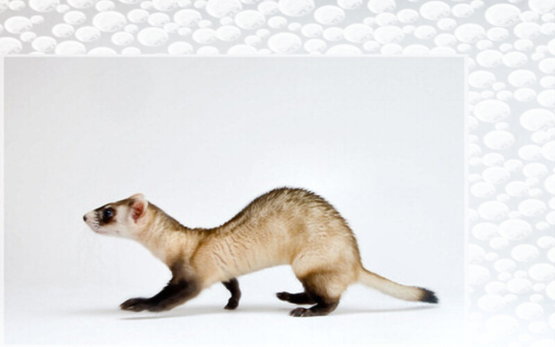 Ferret Walking