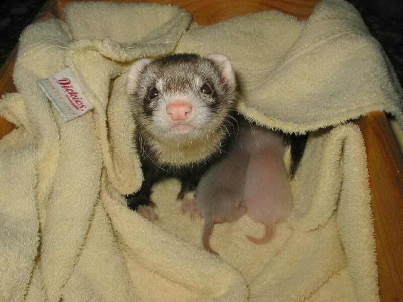 ferret with baby ferrets