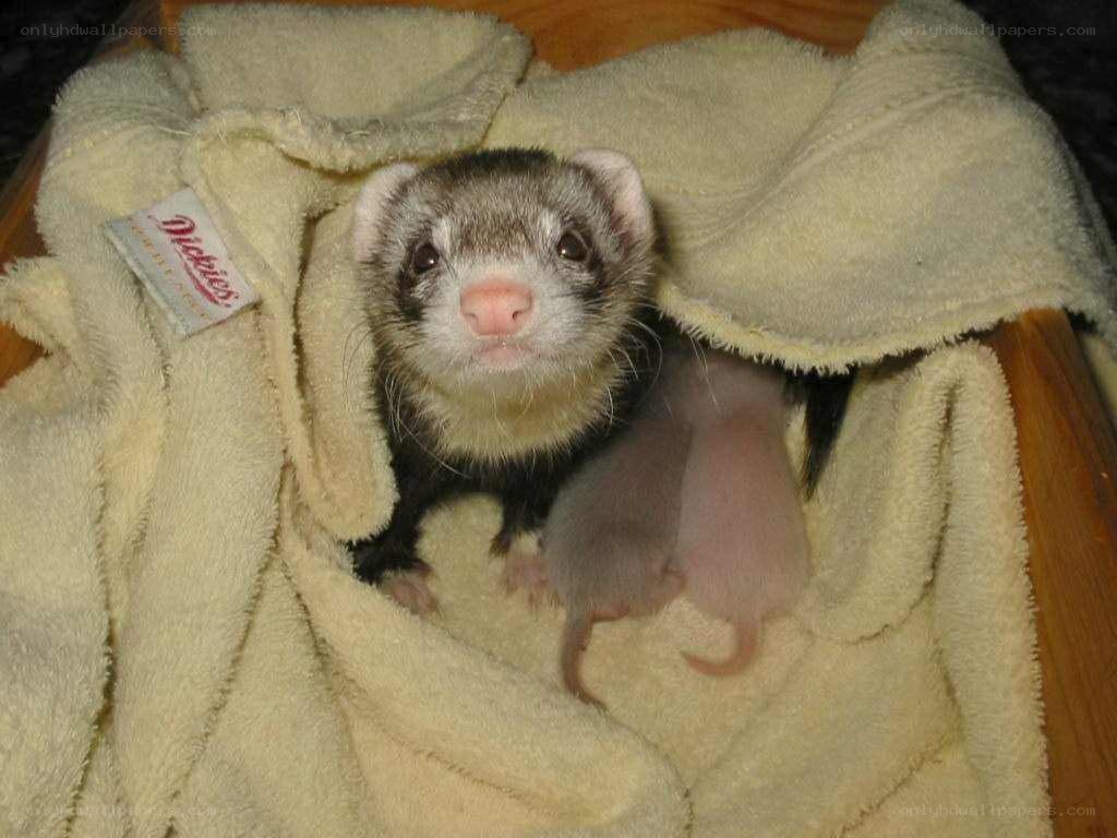 ferret with baby ferrets