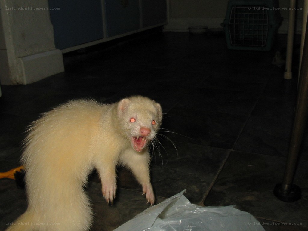 ferret with glowing eyes