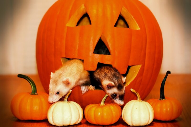 ferrets in a jack-o-lantern
