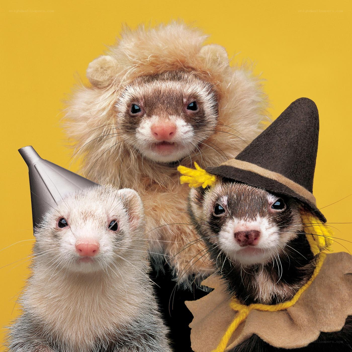 ferrets in costumes