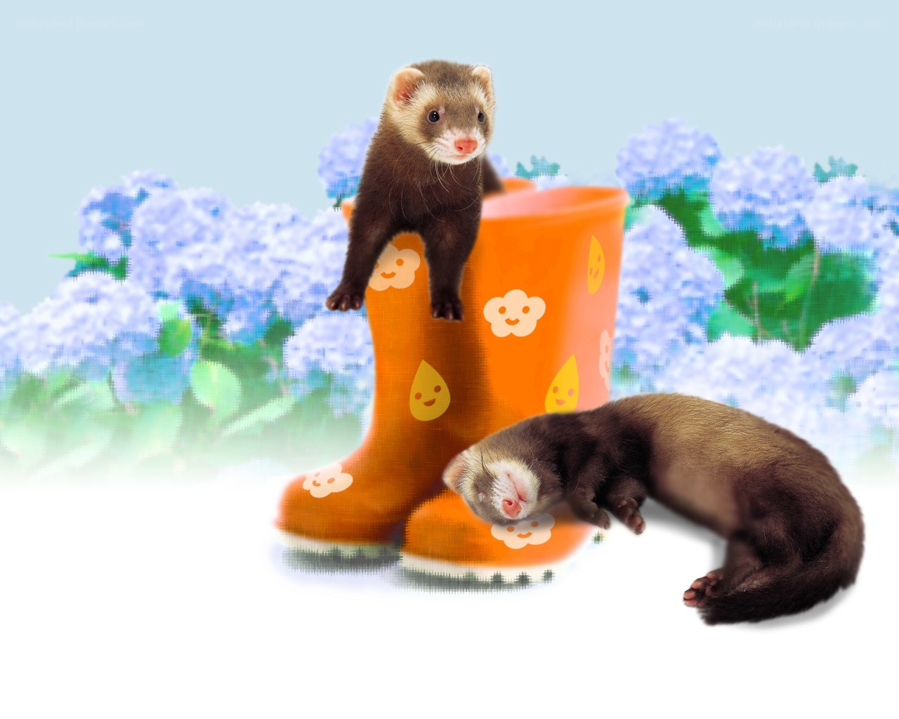 ferrets on rain boots