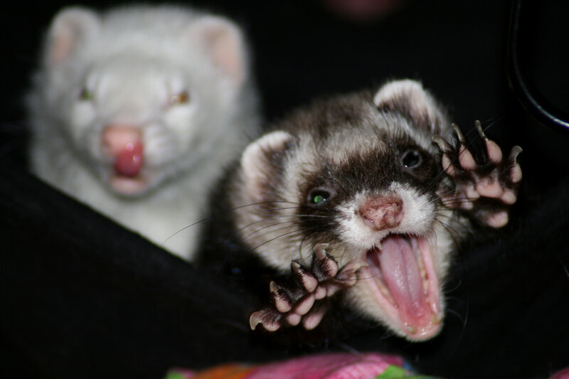 ferrets playing together