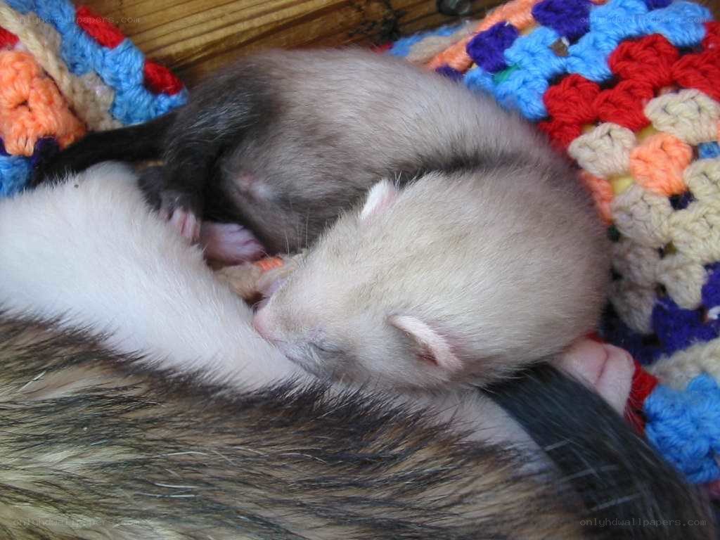 ferrets sleeping on blanket