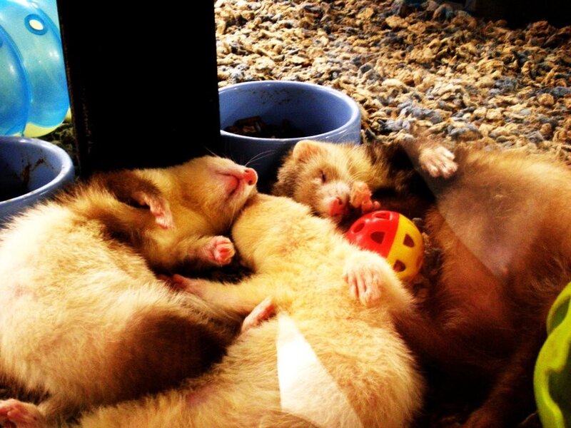 ferrets sleeping together