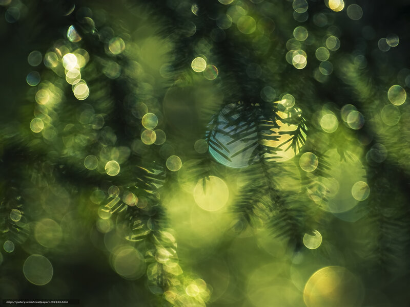 Festive lights on a tree
