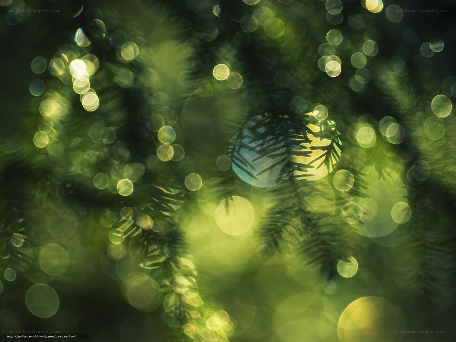 Festive lights on a tree
