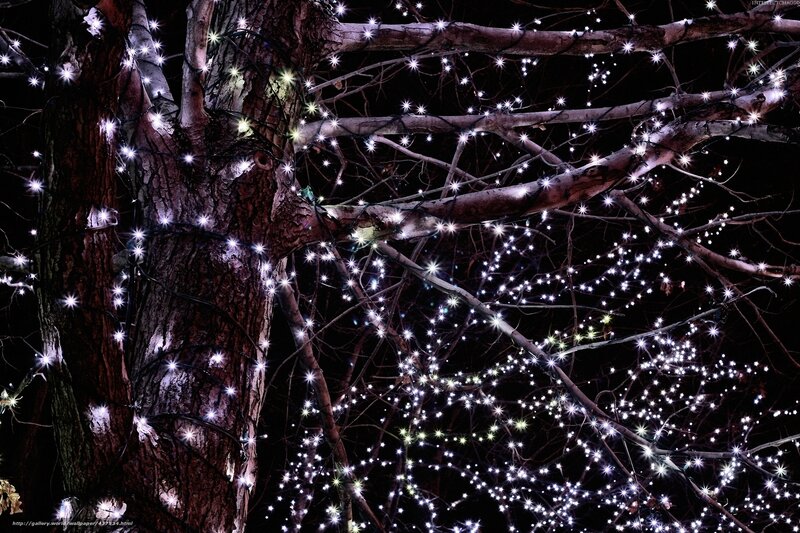 Festive lights on tree branches