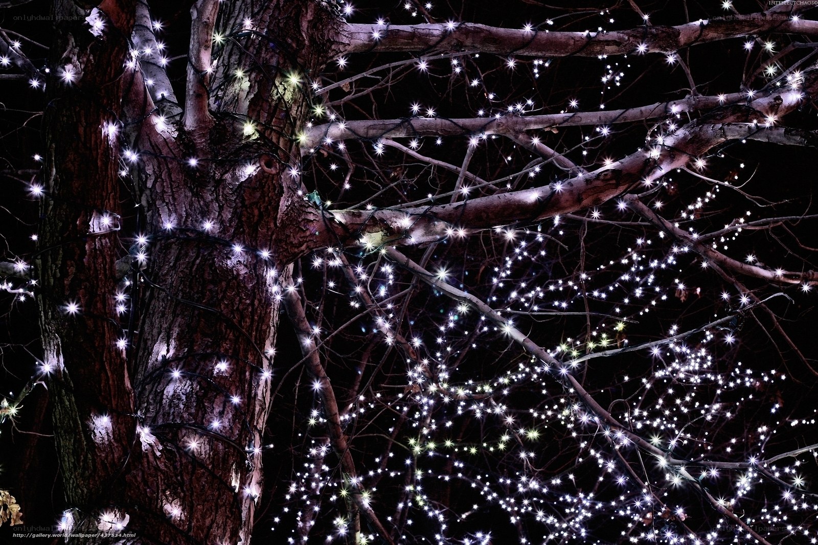 Festive lights on tree branches