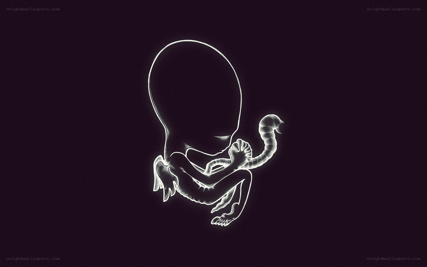 fetal development illustration