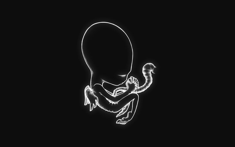 Fetal Development Stage