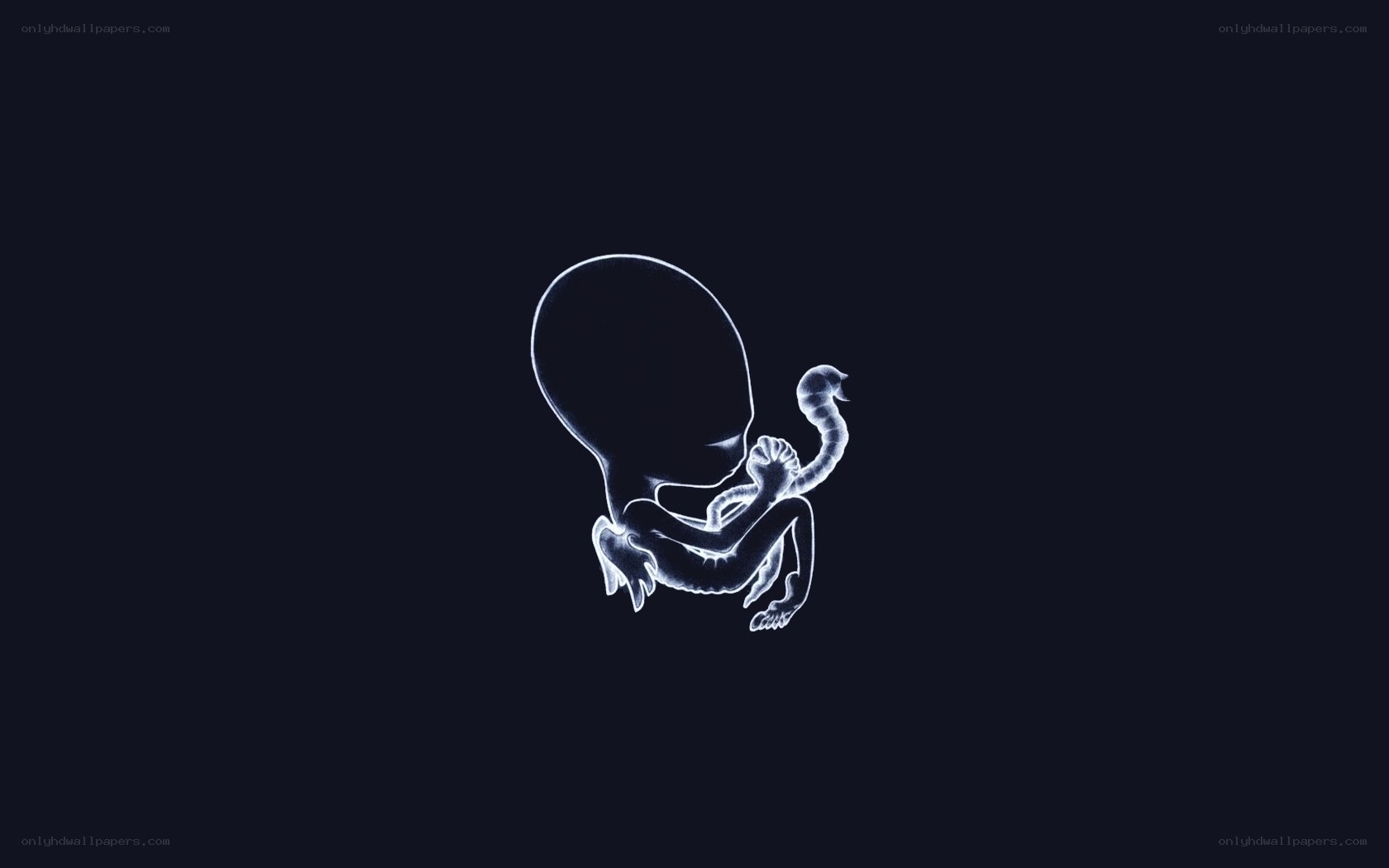 fetal development x-ray