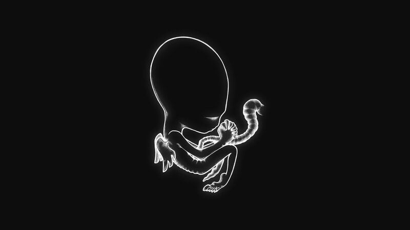 Fetal Embryo Outline