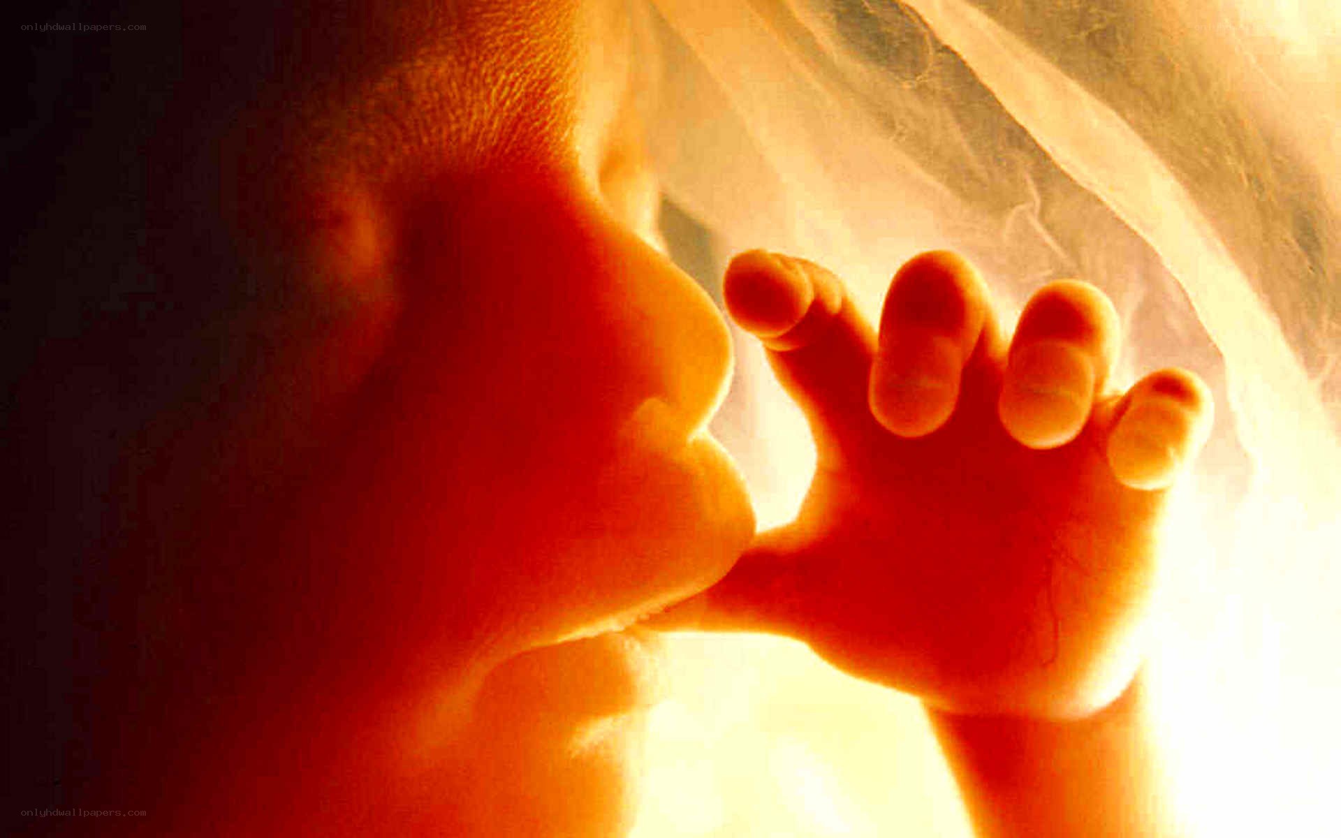 fetal ultrasound image