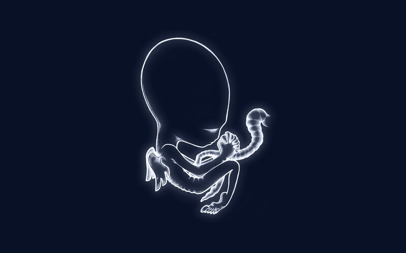 Fetus in Womb