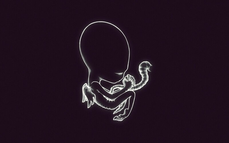 Fetus in Womb — White