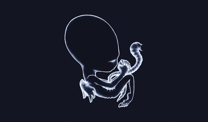 Fetus in X-ray View