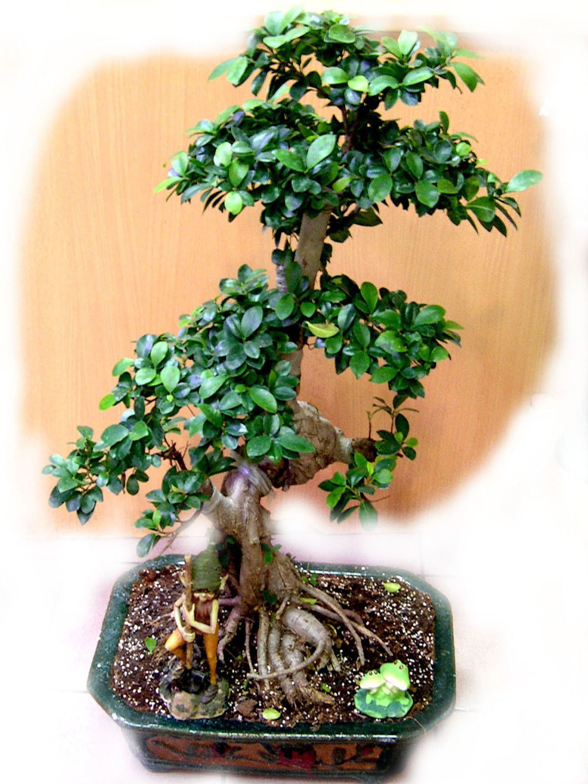 Ficus bonsai tree in pot