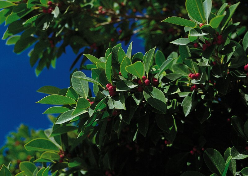 Ficus tree with red berries