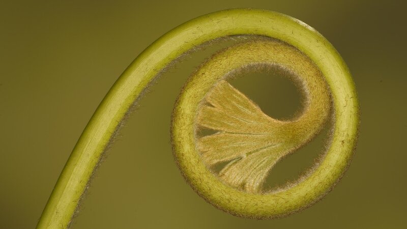 Fiddlehead Fern Spiral