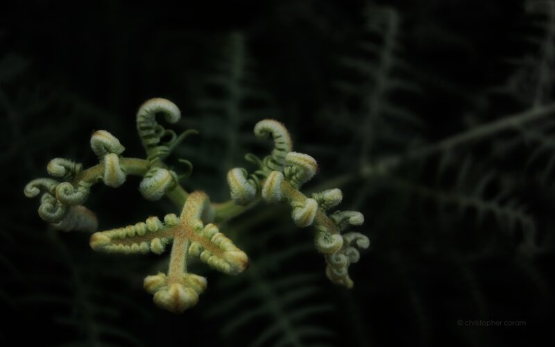 Fiddlehead Ferns — Green, Dramatic