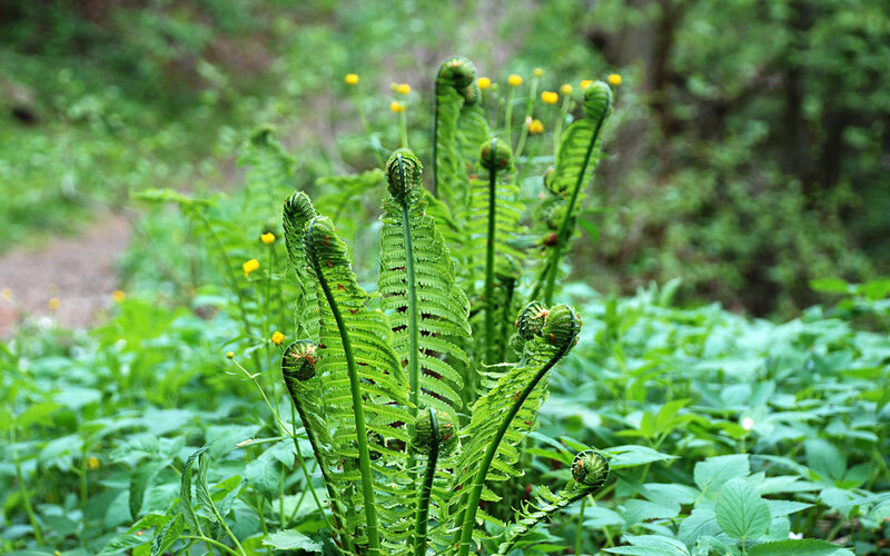 Fiddlehead Ferns in Forest