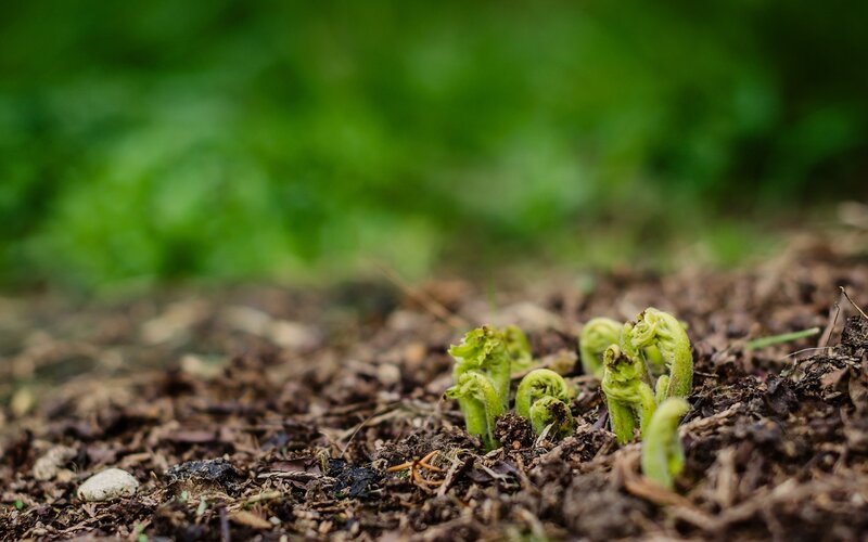 Fiddlehead Ferns Sprouting