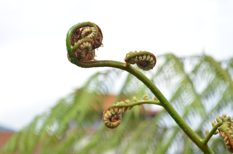 Fiddlehead Ferns