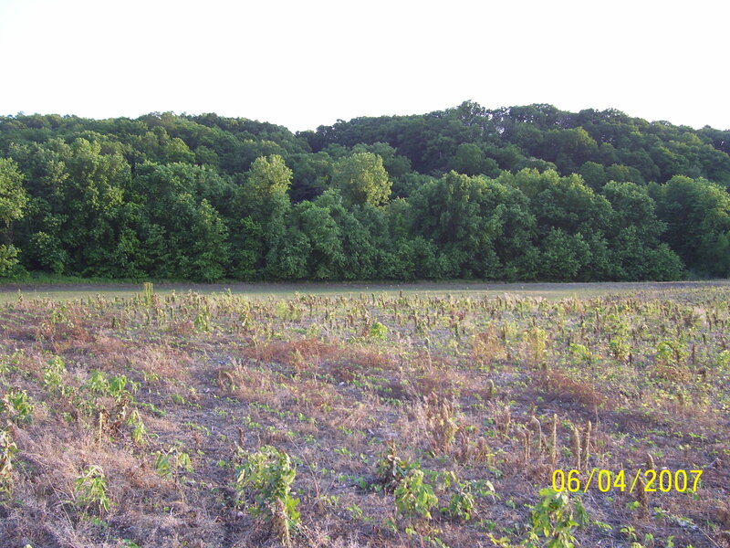 Field after harvest