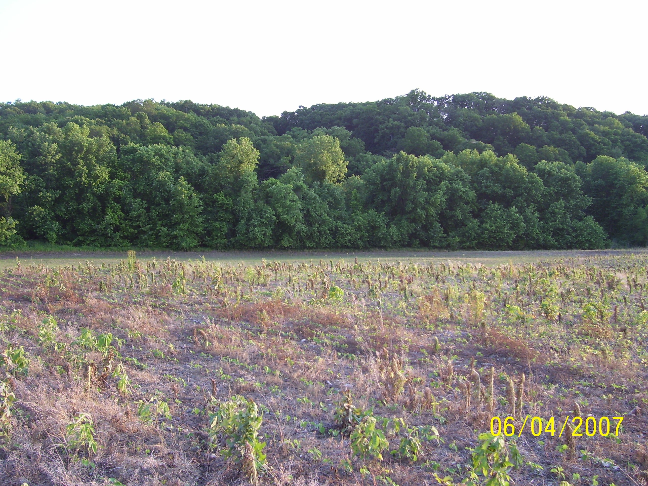 Field after harvest