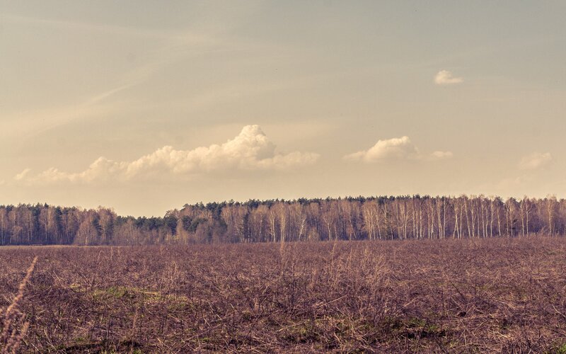 Field and forest landscape