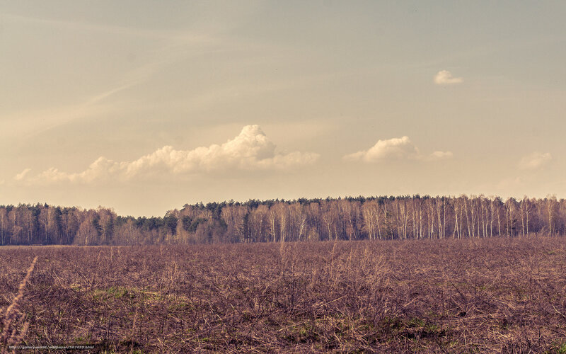 Field and forest under cloudy sky