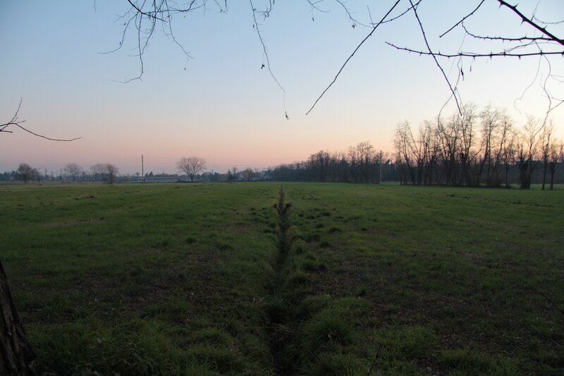 Field at dusk with bare trees