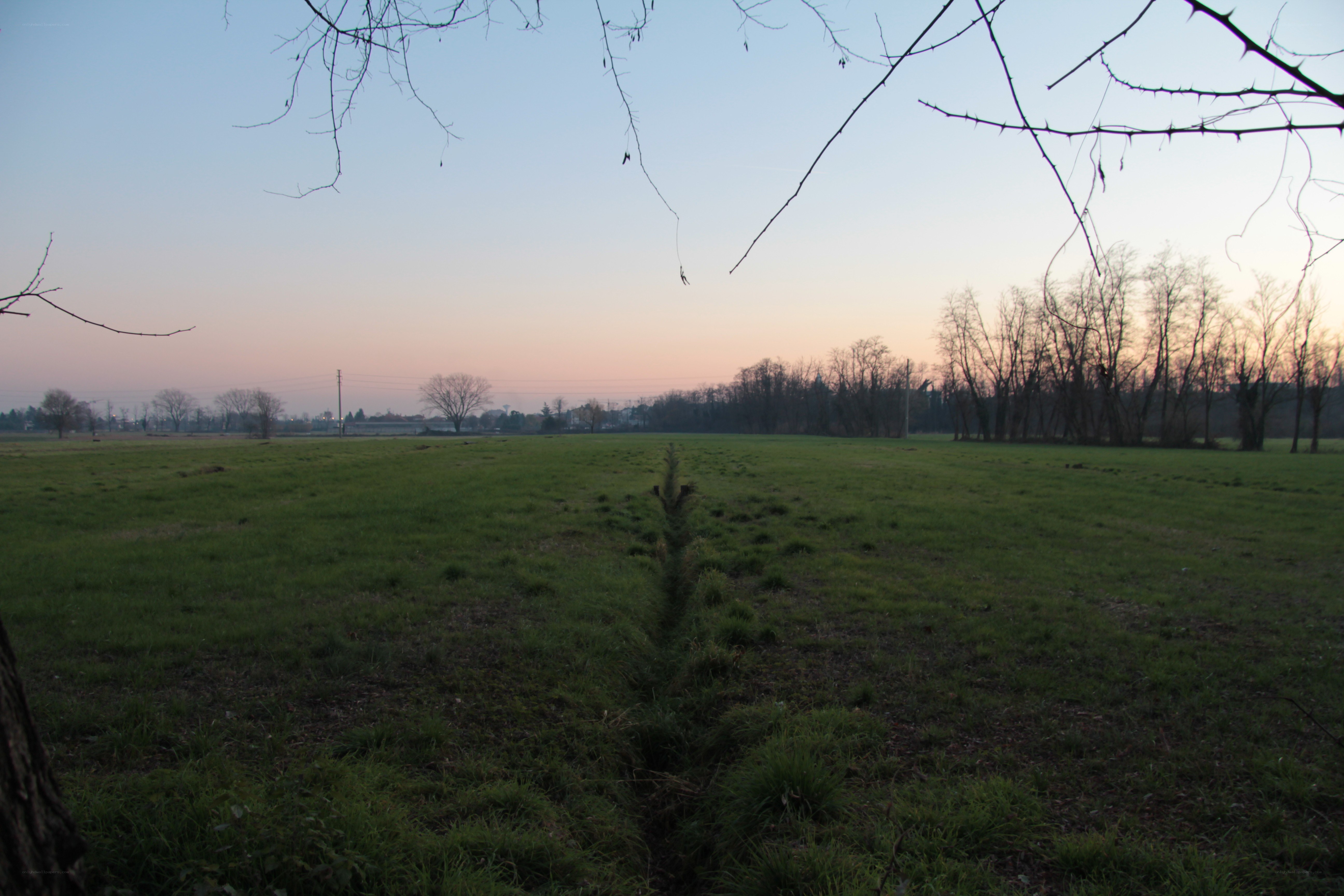 Field at dusk with bare trees