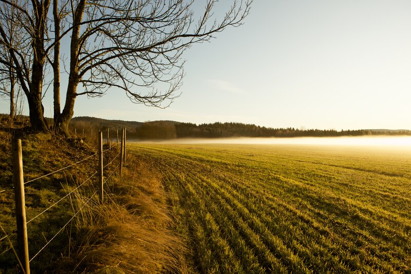 Field at Sunrise — Green