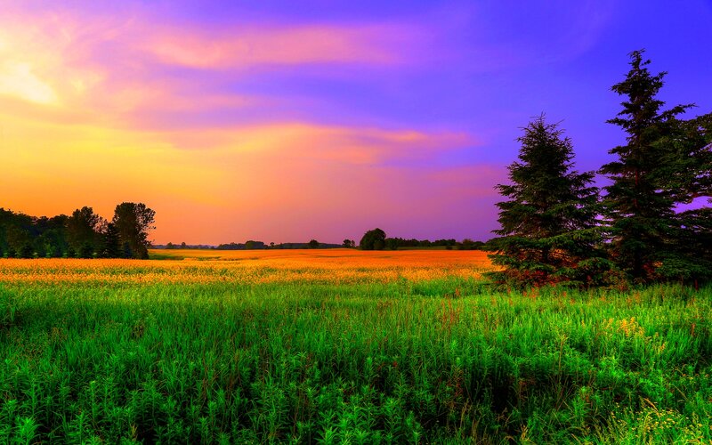 Field at Sunset — Green