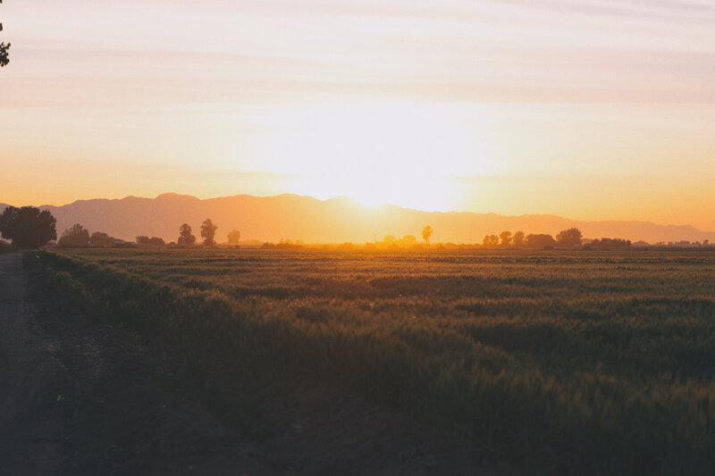 Field at Sunset — Orange