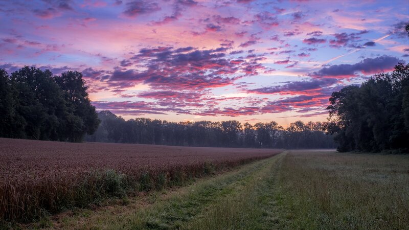 Field at Sunset — Purple