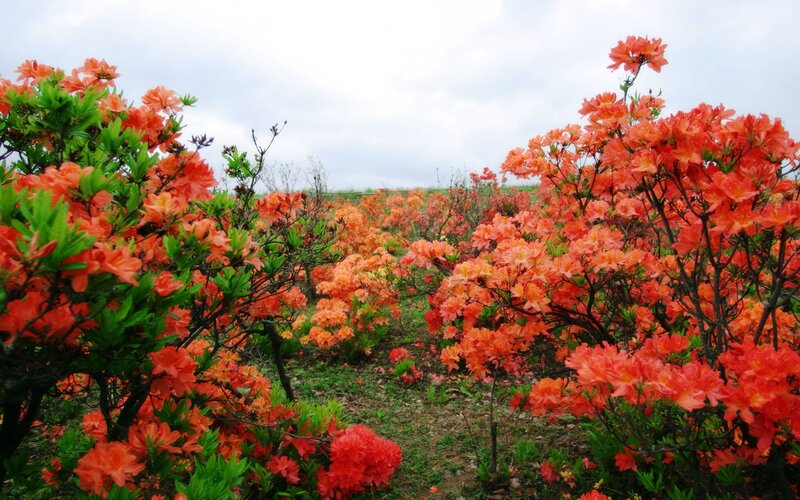 Field of blooming azaleas