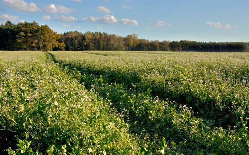 Field of blooming flowers